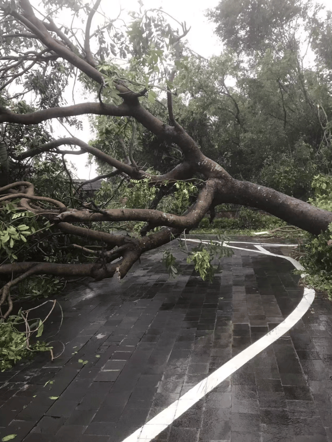整栋楼都在晃动,不少人跑进地下车库!“剑鱼”袭击海南