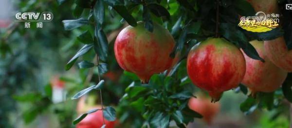 产销两旺!“小特产”变身变身乡村振兴“致富果” 激活“甜蜜经济”新热力