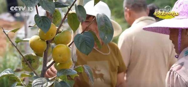 产销两旺!“小特产”变身变身乡村振兴“致富果” 激活“甜蜜经济”新热力