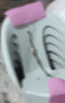 昆明一女子网购塑料凳，拆开竟发现一条蛇被胶带固定粘在椅子上，还在动！