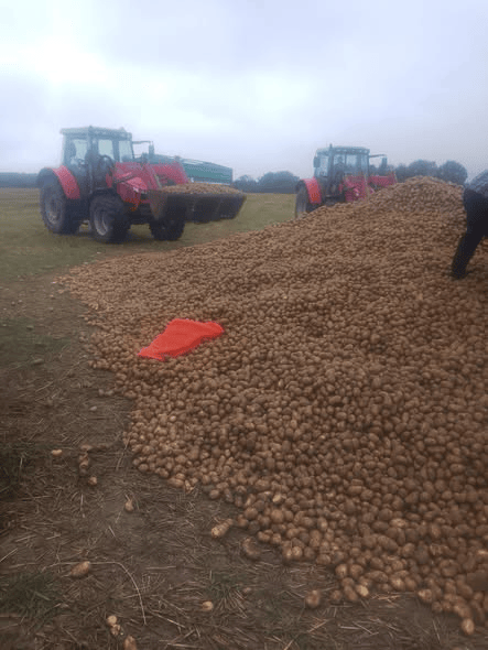 波兰68岁农民收获的150吨土豆被一夜搬空, 只因帖子遭篡改 波兰68岁农民收获的150吨土豆被一夜搬空, 只因帖子遭篡改
