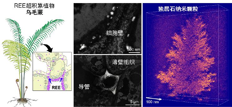 关于稀土，有重要新发现