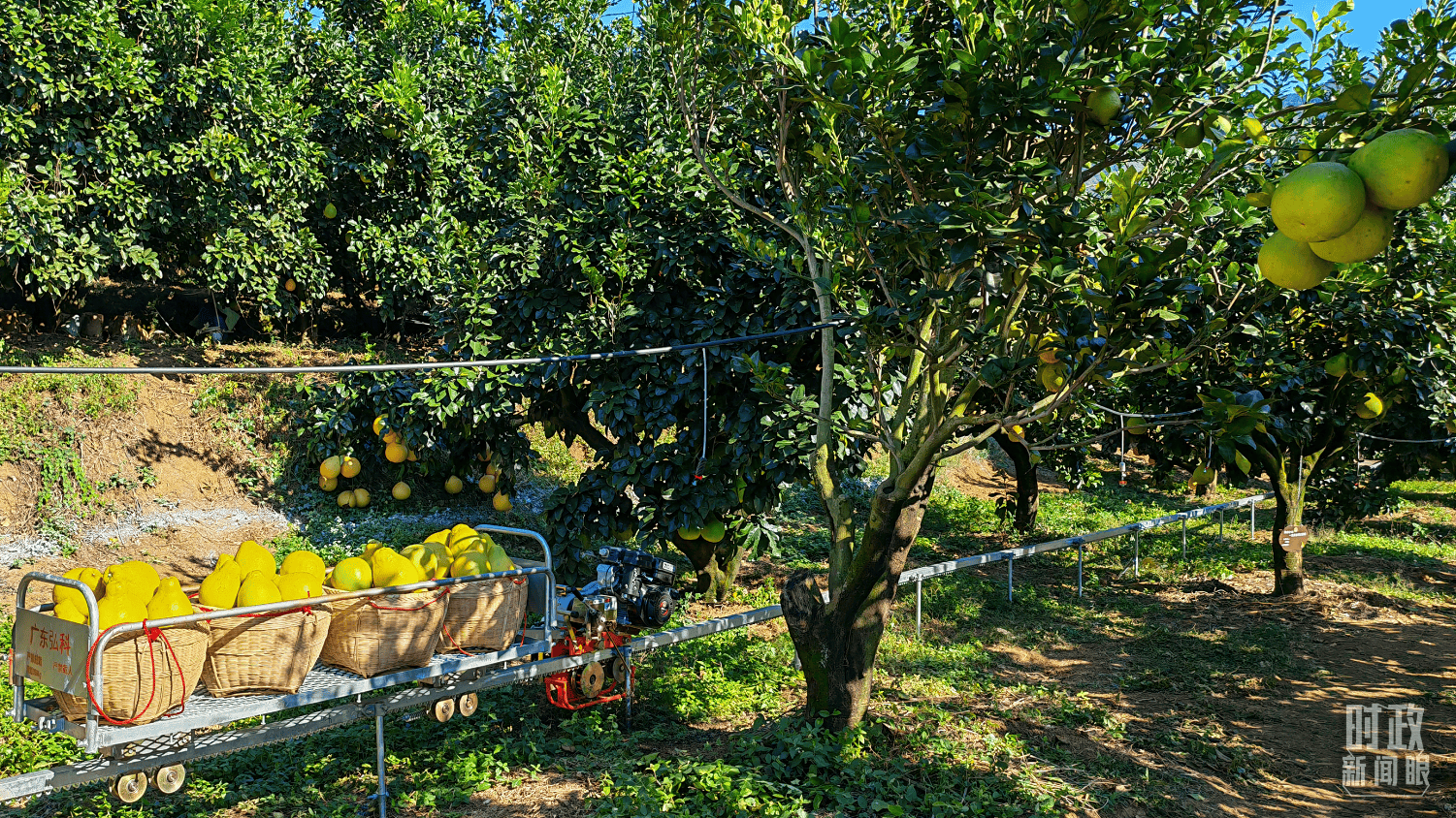 时政新闻眼丨四中全会后首次考察,习近平来到广东梅州
